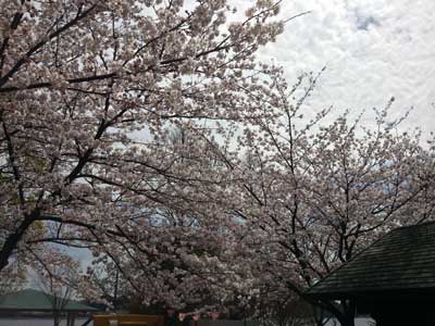佐鳴湖の桜